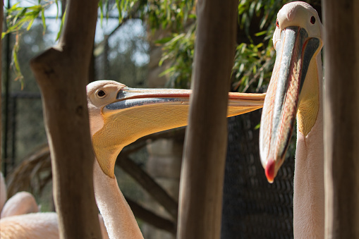 closeup of two funny pelikans fooling around