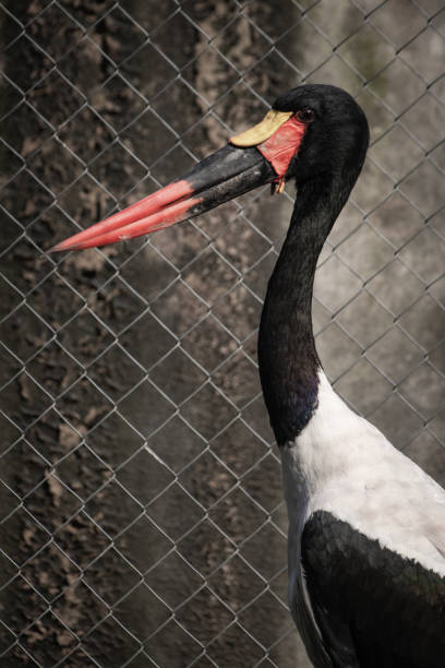 closeup of Saddle-billed stork