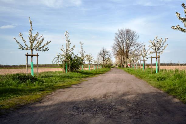 A long, straight road stretches through the countryside, flanked by blossoming trees and lush green grass. The fresh spring atmosphere and distant rolling hills create a tranquil, scenic view ideal for travel and outdoor exploration.