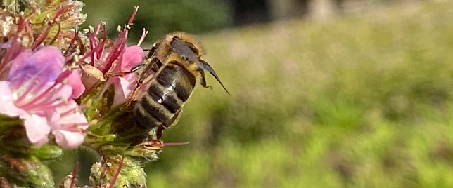 A bee sipping nectar inside Tajinaste or Echium wildpretii  pink flower in the garden of Tenerife close up.Selective focus.
