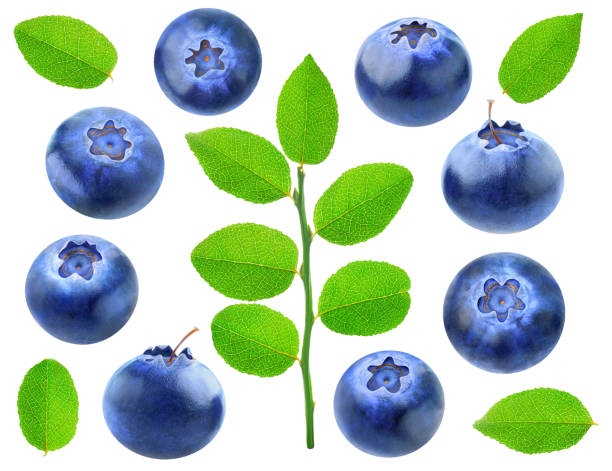 istock Collection of blueberries with leaves isolated on white 2148257181