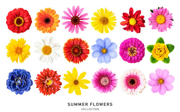istock Beautiful colorful summer flowers collection isolated on white background 2148257200