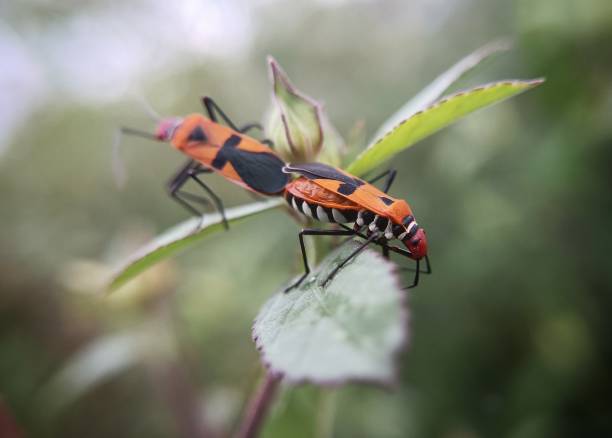 istock Close up View of tomcat insect 2148257542