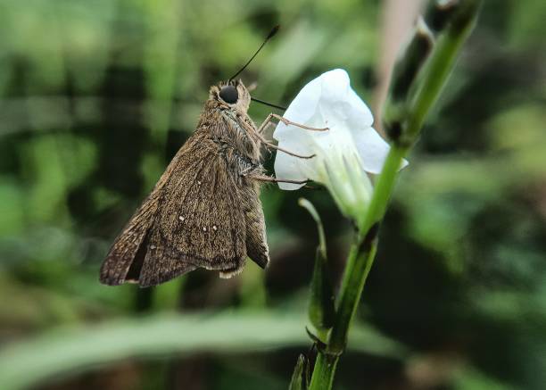 istock Close up view of butterfly on white flower 2148257565