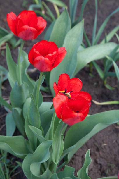 Group of colourful tulip in spring garden. Beautiful close up view of red tulips under sunlight in the garden at the middle of spring. Hybrid Red Tulips in a flowerbed. Amazing spring concept.