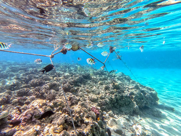 istock Scissortail Sergeant (Abudefduf sexfasciatus) at the Red Sea coral reef. 2148257624
