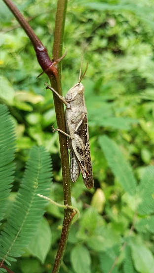 View of grasshoper on the branch