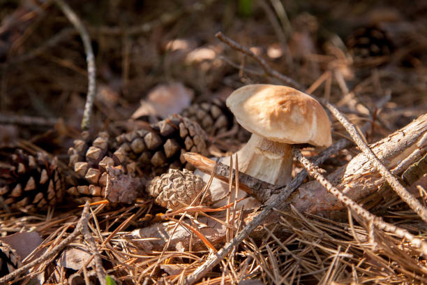 Single Boletus mushroom in the wild. Porcini mushroom (cep, porcino or king bolete, usually called boletus edulis) grows in pine tree forest  floor among moss and dry fallen leaves at autumn season.