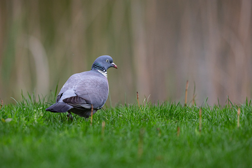 Daytime rear/side view close-up of a single common wood pigeon (Columba Palumbus) walking on grass in a backyard, turning its head sideways to keep an eye on the photographer, shallow DOF