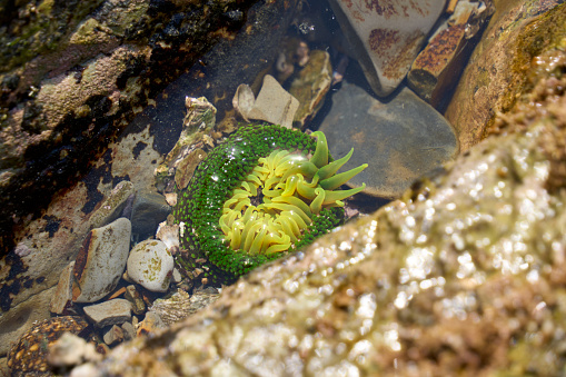 [Cape Hazu] Sea anemone that appeared on the rocky area when the tide went out.
