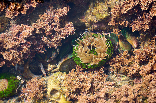 [Cape Hazu] Colorful sea anemones and shellfish among the seaweed.