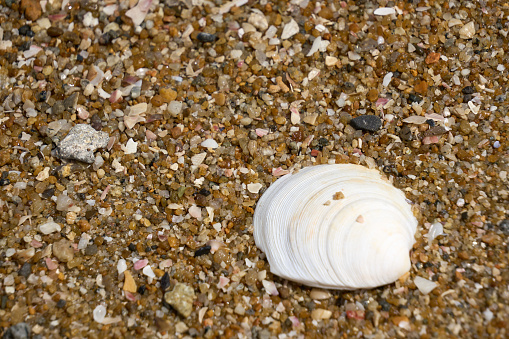 [Background material] Close-up of seashells washed up on the sandy beach.