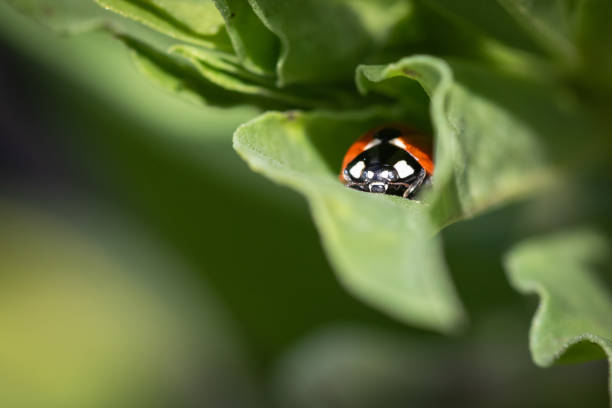 Ladybug on a green leaf.