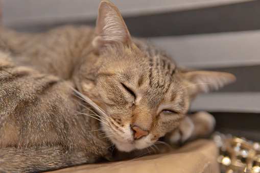 A detailed close-up of a content tabby cat sleeping, capturing the peacefulness of a beloved household pet.