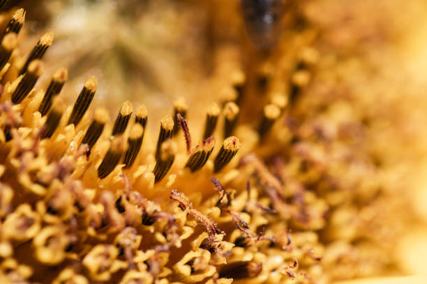 Closeup of large sunflower in the summer.