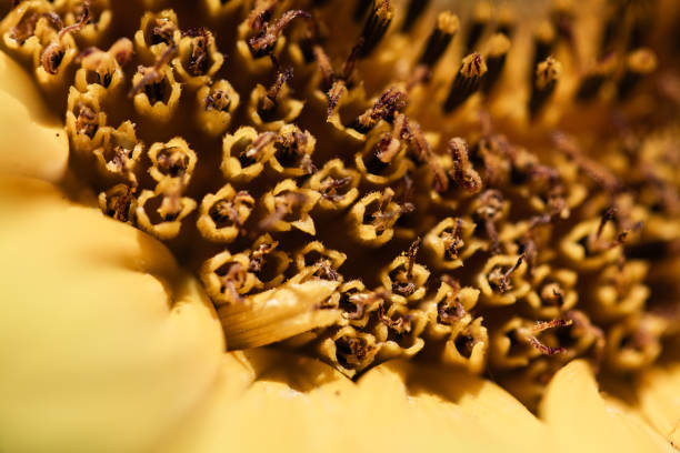 Sunflower natural background. Sunflower blooming. Close-up of sunflower. Sunflowers symbolize adoration, loyalty and longevity.