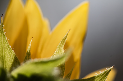 abstract macro closeup of sunflower plant