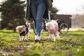 Woman walking dogs in off leash park