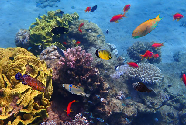 istock Tropical fish biodiversity over coral reef 2148259641