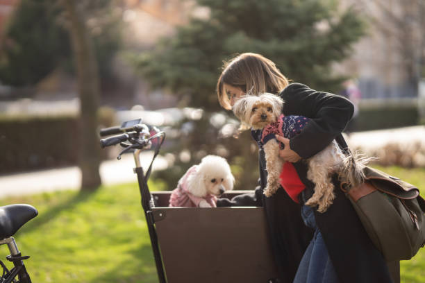 Side view of young woman getting her two cute little dogs out of cargo bike in city park