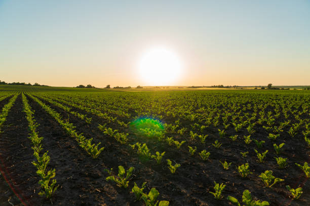 istock A large sugar beet field with small sugar beet plants. Sugar beet sprouts grow in an agricultural field. Agricultural landscape 2148260121