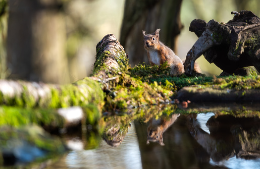 Photograph of a red squirrel in the forest at Dumfries and Galloway in Scotland. Reflecting in the water. Perch on a log holding a nut. Looking into the camera.