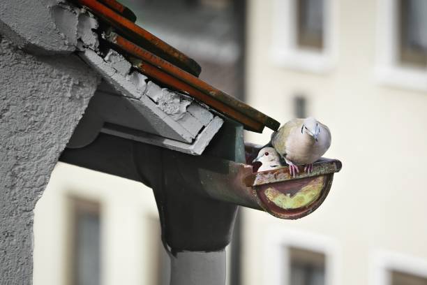 Two pigeons sitting on the rain gutter on the roof,