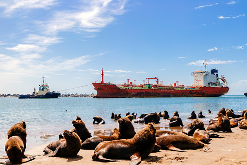Bulk carrier entering the Port of Necochea in Argentina. View of the port with many sea lions on the beach.