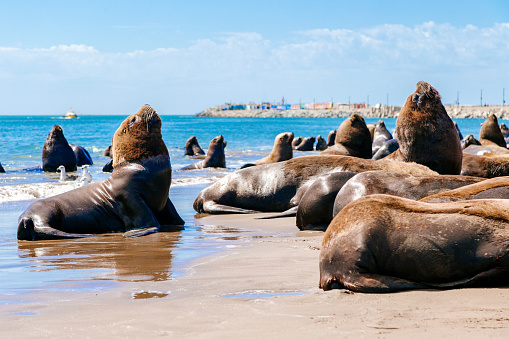 Many sea lions sunbathing on the beach next to the Necochea harbor in Argentina, in the mouth of the Quequen River.