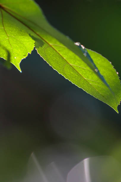 close up leaf with veins in the sun creating patterns