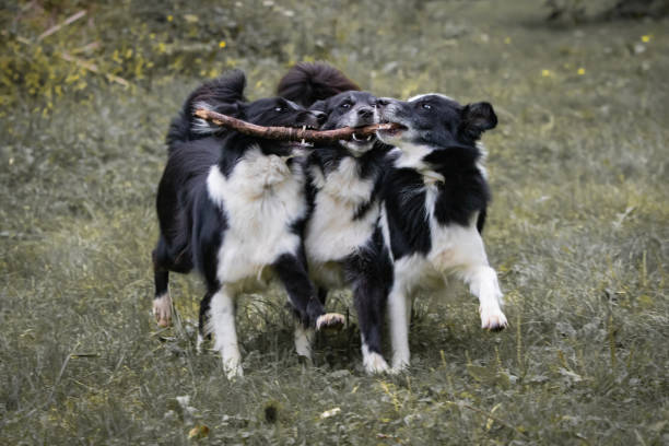 Three joyful and funny border collies playing in meadow, fighting for a wooden stick