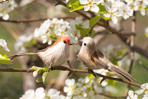 Sparrow birds surrounded by pear blossoms