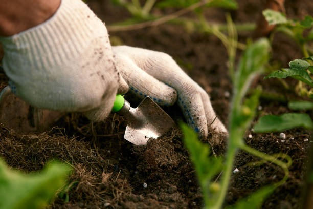 Human hands and tomato seedling against soil fertilized by mulch. Farmer plants tomato seedlings in open ground. Spring work in kitchen-garden, vegetable crop cultivation, farming concept