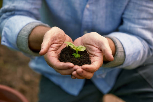 istock A male farmer holds a tree seedling in his hand to plant in the vegetable plot. Seedling plant sprout in soil. Concept agriculture farming 2148262437