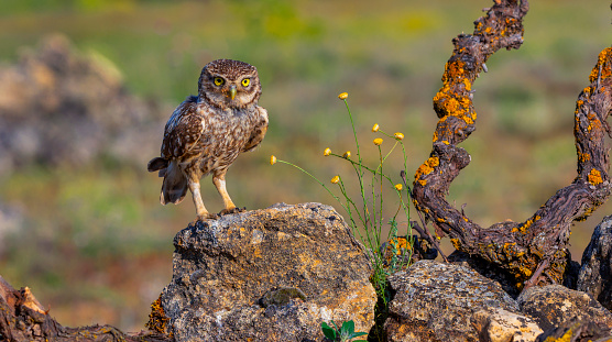 Little Owl, Athene noctua, Mediterranean Forest, Castilla y Leon, Spain, Europe