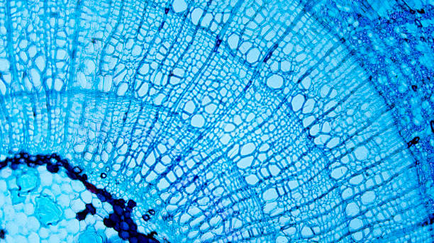 tilia stem - vergrößerung stock-fotos und bilder