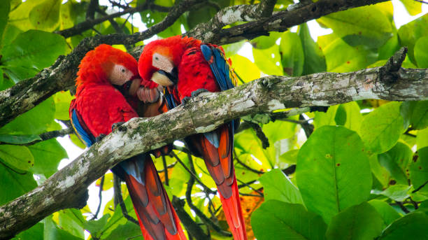 Scarlet Macaw, Corcovado National Park