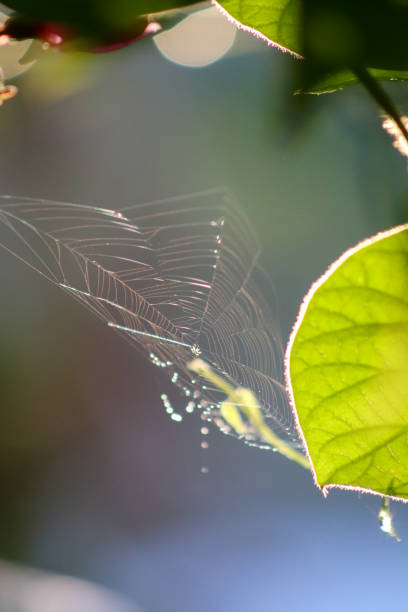 closeup photo, green leaves, forest