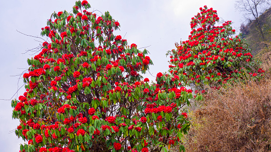 Flowering Rhododendron, Mountain Footpath, Trek to Annapurna Base Camp, Annapurna Conservation Area, Himalaya, Nepal, Asia