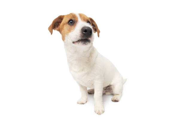 istock Young Jack Russell Terrier Dog sitting on white background 2148263725