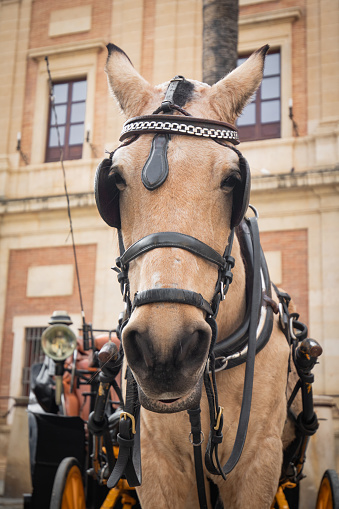 portrait of lovely draught horses waiting to take people sightseeing in a carriage, seville