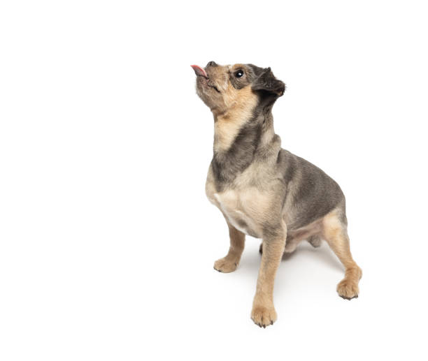 istock Young Small funny Mixed-Breed Dog sitting on white background 2148264162