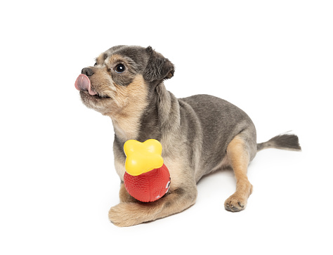 Young Small funny Mixed-Breed Dog playing with toy on white background. This file is cleaned and retouched.