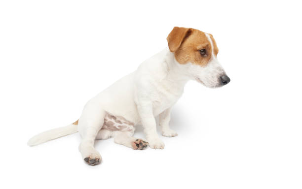 istock Young Jack Russell Terrier Dog sitting on white background 2148264192