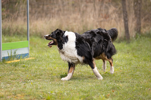 Australian Shepherd dog running on the training ground. This file is cleaned and retouched.