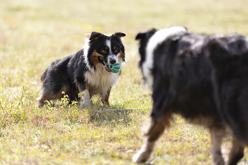 Two Australian Shepherd dogs playing with ball on meadow in sunny day  This file is cleaned and retouched.