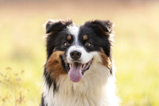 istock Australian Shepherd dog portrait in sunny day 2148264567