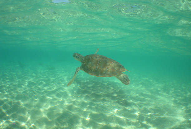 istock a sea turtle swimming in the reef 2148264786
