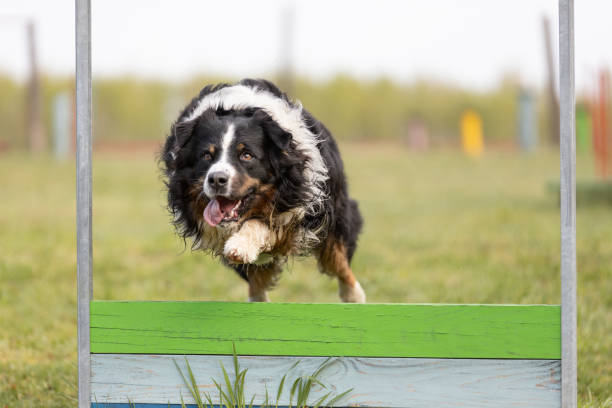 Australian Shepherd dog jumps over an obstacle on the training ground. This file is cleaned and retouched.
