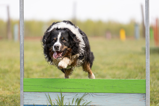 Australian Shepherd dog jumps over an obstacle on the training ground. This file is cleaned and retouched.